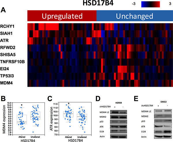HSD17B4 overexpression is associated with p53 signaling alteration.