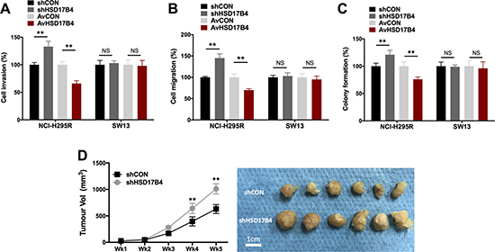 HSD17B4 altered cell motility in H295R but not in SW13 cells.