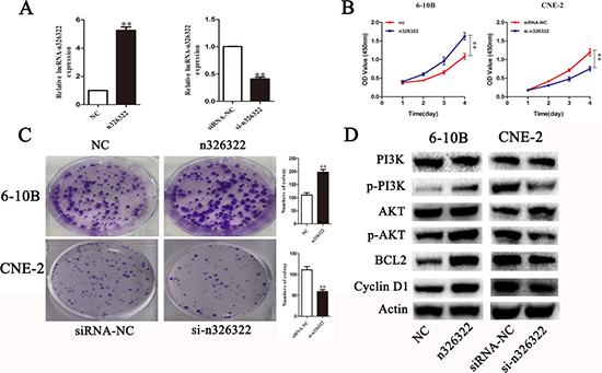 LncRNA-n326322 promotes NPC cell proliferation.