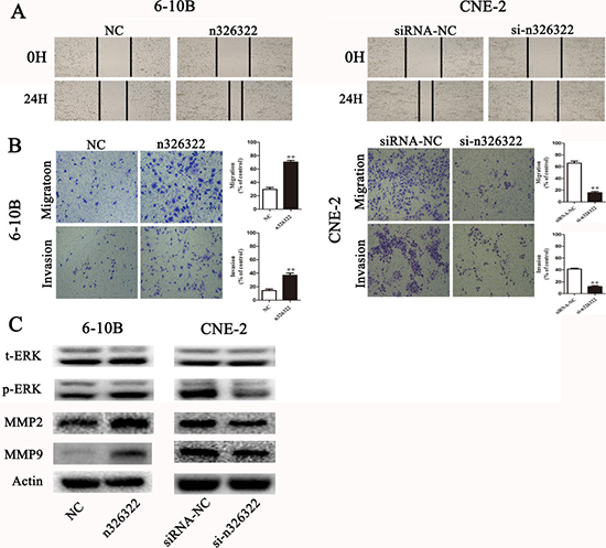 lncRNA-n326322 promotes NPC cell invasion and migration.