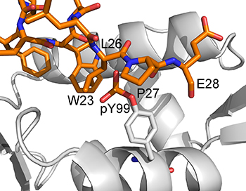 Model (generated from the PDB structure 3DAB) proposed by Zuckerman et al.