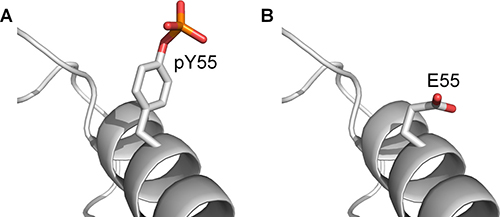 The structure of phosphotyrosine compared to glutamate.