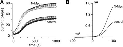 Endogenous MagNuM currents are increased by N-Myc upregulation.