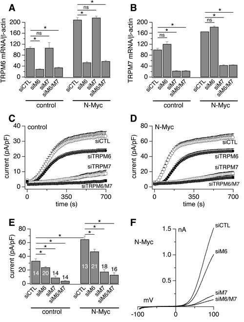 Endogenous MagNuM currents are mediated by TRPM7 and TRPM6.