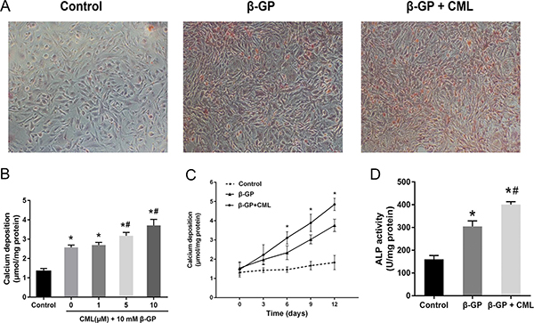 CML increased calcium deposition in VSMCs.