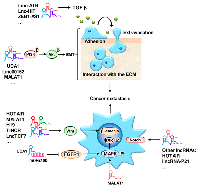 LncRNAs act as regulators of metastasis-related signaling pathways.