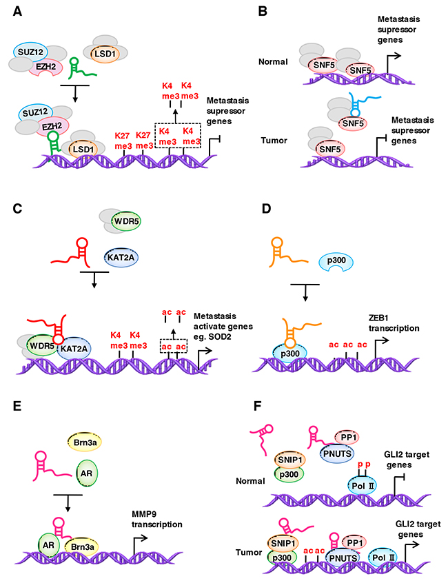 LncRNAs regulate the localization of the chromatin modification complex.