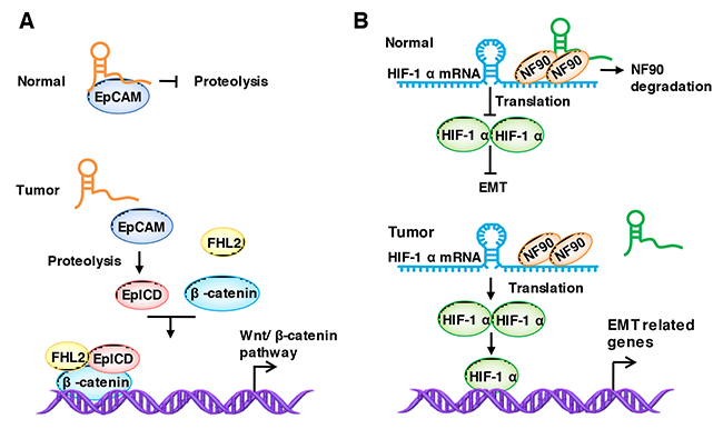 LncRNAs regulate the stabilization of binding proteins.