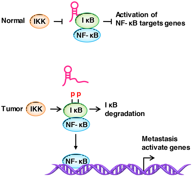 LncRNAs regulate the modification of binding proteins.