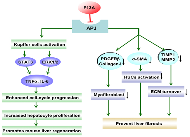 The effect of apelin/APJ system blockade on liver fibrosis and liver regeneration.