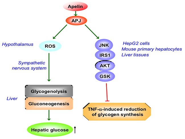 The role of apelin/APJ system on hepatic glucose metabolism.