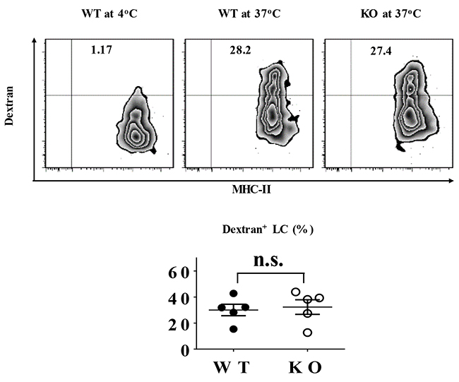 TIEG1 was not required for LC phagocytosis.