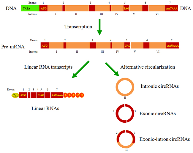 The types of circRNAs generated from the pre-mRNA by backsplicing.
