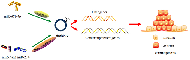 The miRNA-mediated cirRNA degradation.