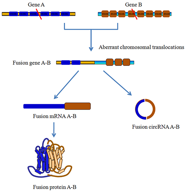 Fusion-circRNAs derived from aberrant chromosomal translocations.