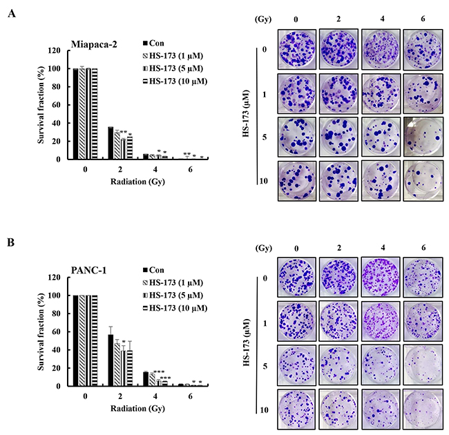 HS-173 significantly radiosensitizes pancreatic cancer cells.