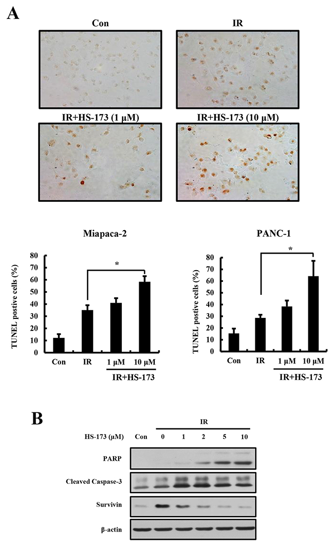 The combination of HS-173 and radiation synergistically induces apoptosis.