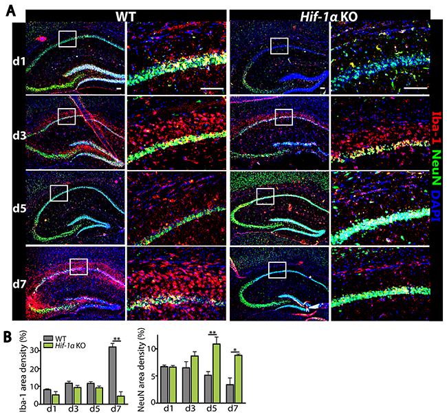 Decreased infiltrating microglia while increased number of neurons are observed in Hif-1&#x03B1; KO mice following MCAO.