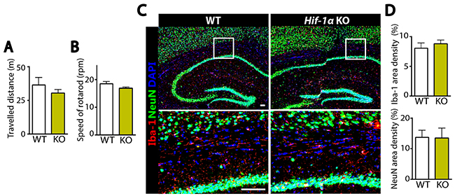 Without MCAO Hif-1&#x03B1; KO mice demonstrate similar behavioral outcome and comparable numbers of microglia and neurons to WT mice.