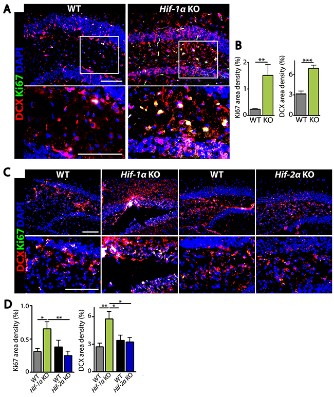 Hif-1&#x03B1; KO mice have increased proliferating immature neurons in the dentate gyrus of hippocampus after MCAO.