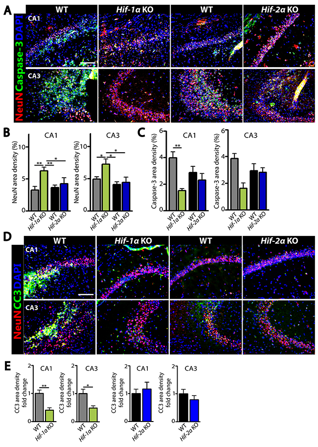 Decreased apoptotic neurons in the dentate gyrus of hippocampus in Hif-1&#x03B1; KO mice following MCAO.