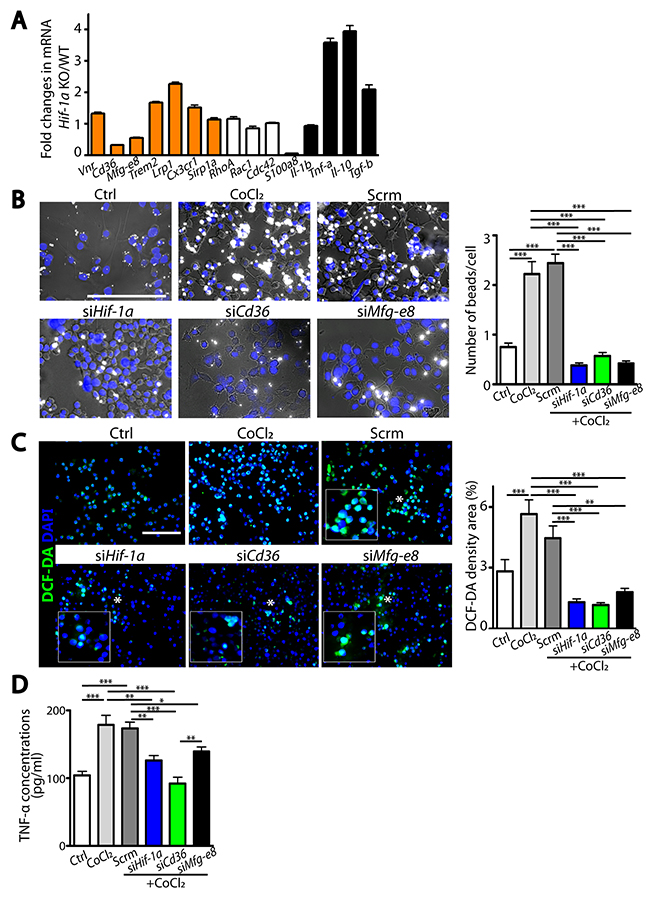 HIF-1&#x03B1;-regulated microglial functions are mediated by Cd36 or Mfg-e8.