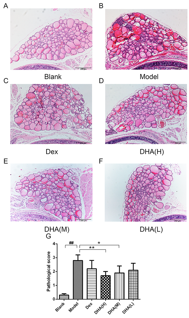 Histopathological changes in the thyroid gland of mice in experimental groups.