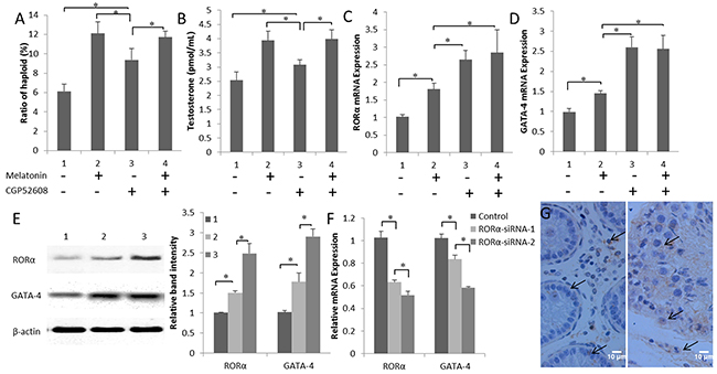 Melatonin promotes GATA-4 expression via the nuclear receptor ROR&#x03B1;.