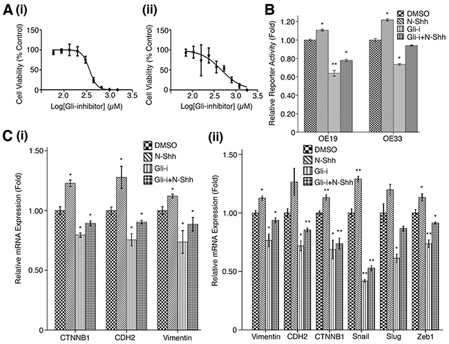 Gli inhibition reduces EMT activity in EAC cell lines.