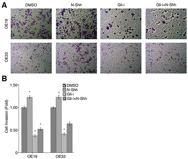 Gli signaling promotes cell invasion in EAC.