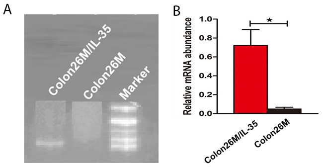 RT-PCR product of Colon26 and Colon26/IL-35 cell lines.