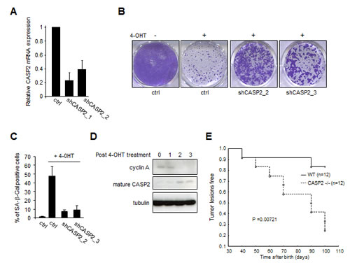 Caspase-2 loss allows oncogene-induced senescence escape.