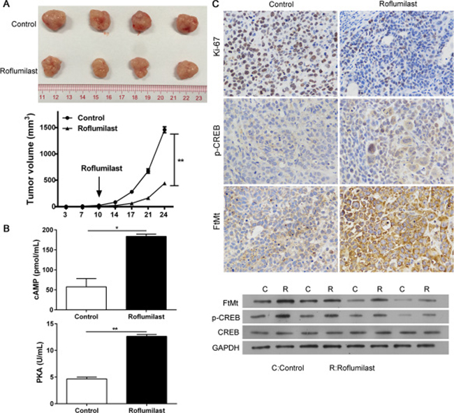 The anti-tumor effects of Roflumilast in vivo.