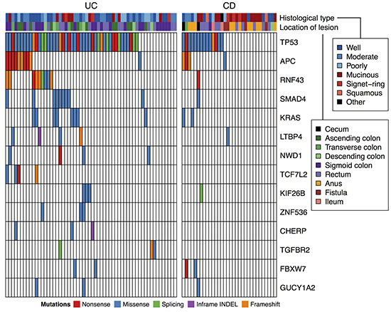 Recurrent somatic mutations in targeted sequencing of 90 CACs.