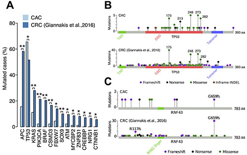 Comparison of somatic mutations between CAC and sporadic CRC.