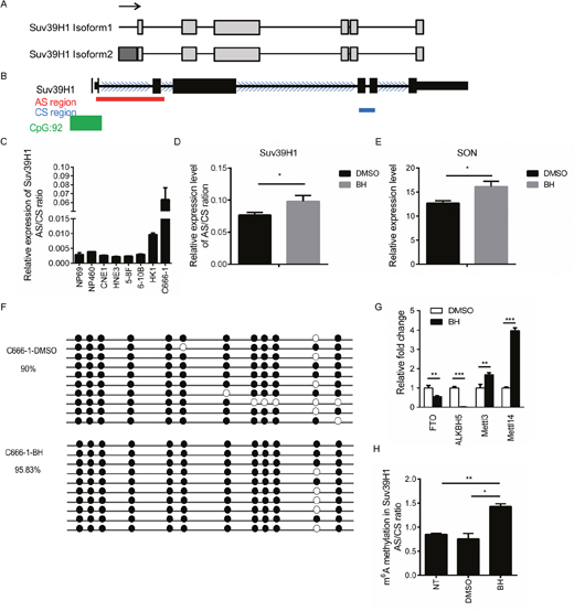 BH affects the splicing of Suv39H1 by up-regulated m6A RNA methylation.