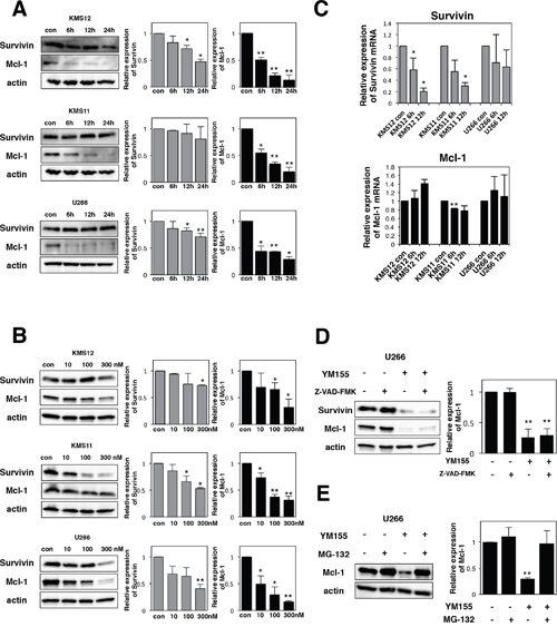 YM155 suppresses the expression of survivin and Mcl-1 protein.