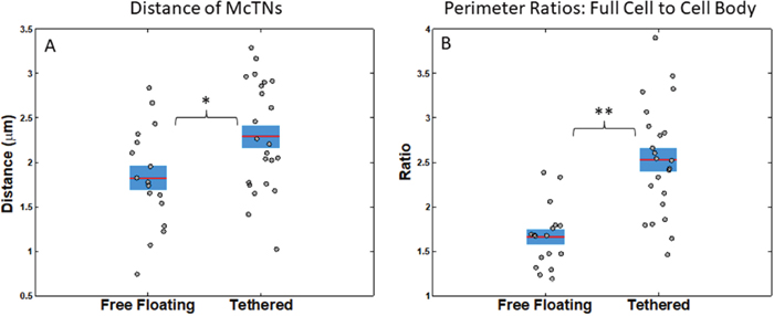 Statistics of free-floating versus tethered cells&rsquo; metrics suggest that tethered cells allow better visualization of microtentacles.