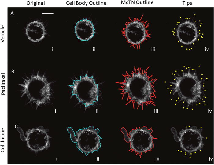 Image analysis attributes for microtubule-targeting drug treatments for MDA-MB-436 cells.