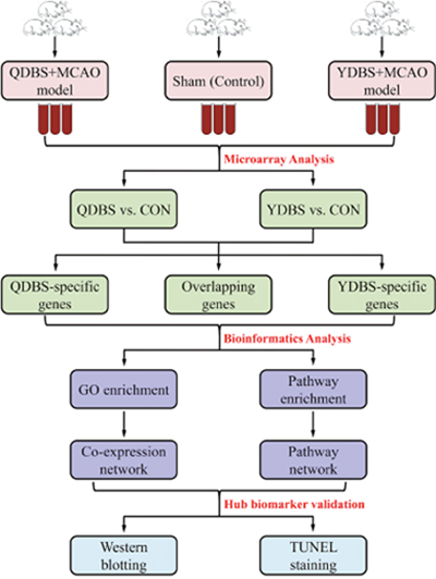 The flowchart of model establishment, microarray and bioinformatics analysis in this study.