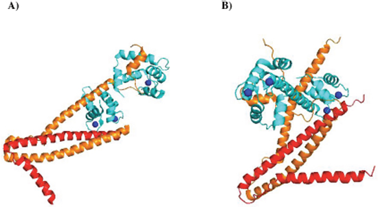 Structural representation of troponin complexes.