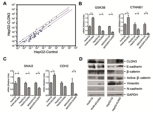 Fig.6: CLDN3 inactivates Wnt-EMT signaling in HCC cells.