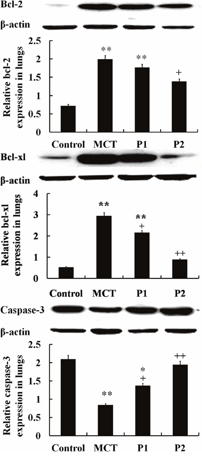 Western blot analysis of bcl-2, bcl-xl and caspase-3 protein expression in lungs.