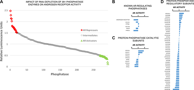 Phosphatase regulatory subunits differentially impact upon AR activity.