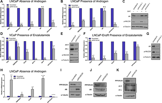 PPP1R14C RNAi depletion reduces AR transcriptional activity in distinct cell line models of prostate cancer.