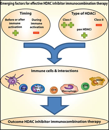 Emerging factors for effective HDAC inhibitor immunocombination therapy.