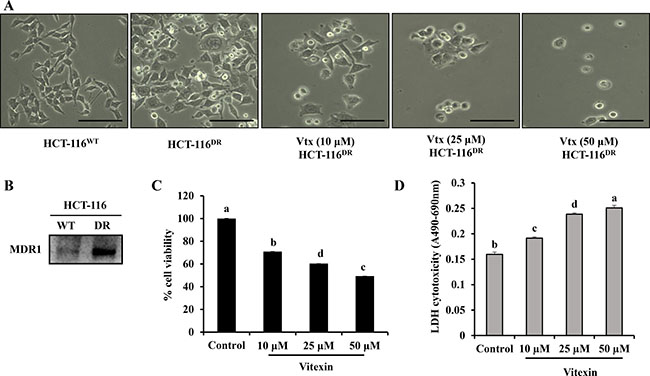 Growth inhibition of HCT-116DR cells by vitexin treatment.
