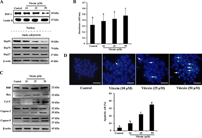 Vitexin treatment abolishes nuclear translocation of HSF-1 and induces apoptosis.
