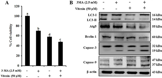 Vitexin treatment reverses the drug resistance of HCT-116DR cells by reducing autophagy.