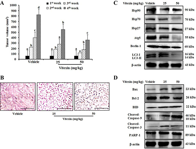 Vitexin treatment suppresses tumor growth in an HCT-116DR tumor xenograft model.